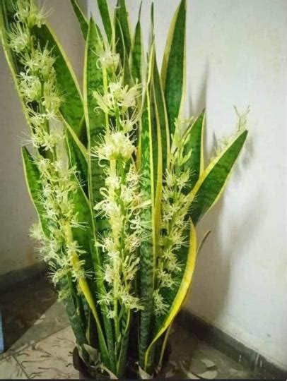 虎尾蘭會開花嗎|虎尾蘭開花：種植和護理指南，讓你的花園充滿生氣 – 植物盆栽綠。